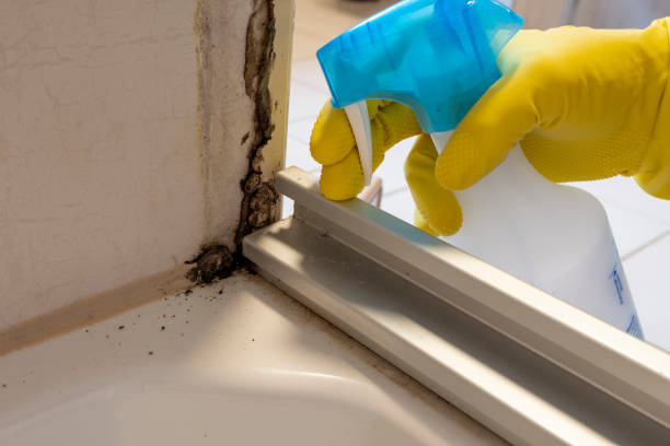 Mold Removal Process