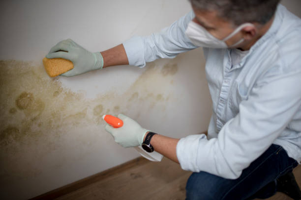 Best Attic Mold Removal  in Avon Park, FL